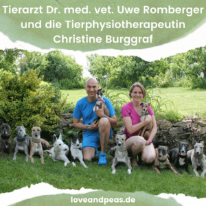 Read more about the article Welche Erfahrungen machen Tierärzte mit veganer Hundeernährung?
