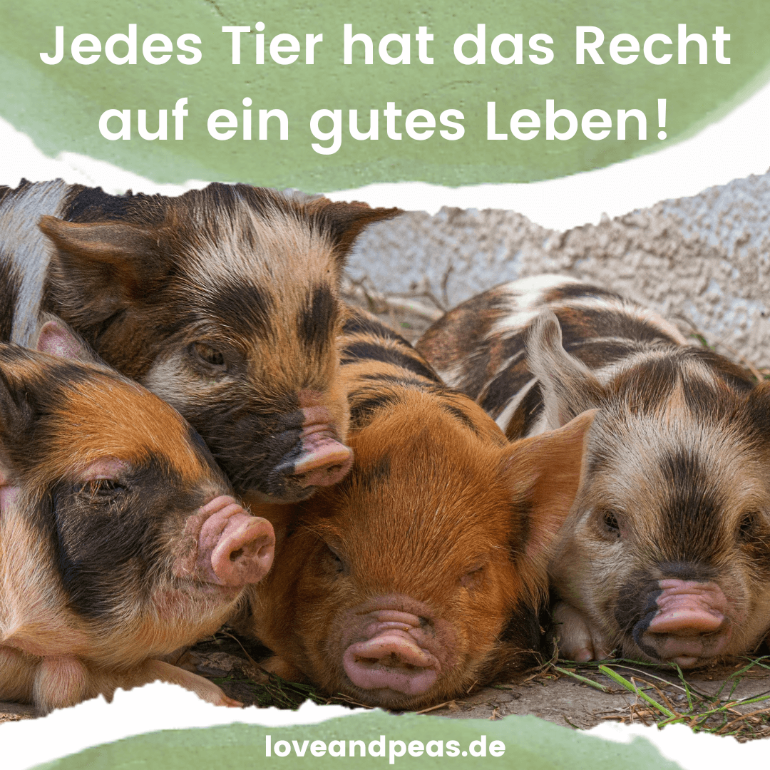 Read more about the article 4 Lebenshöfe, die der Onlineshop love & peas durch Spenden unterstützt (Teil 1)