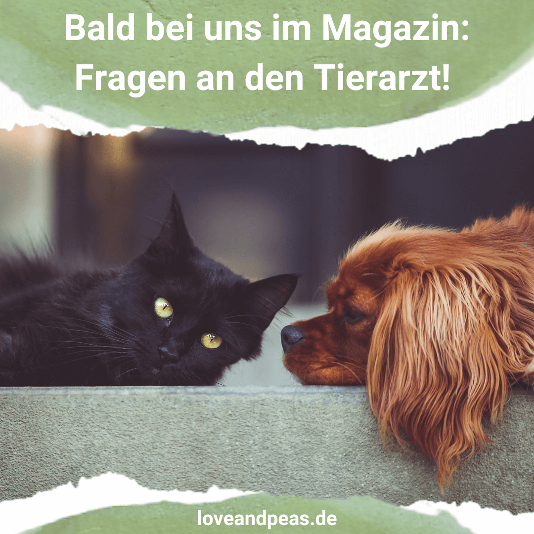 Read more about the article Fragen an den Tierarzt – coming soon!